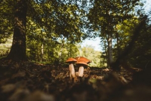 Can I Use Creamer In Mushroom Coffee - Mr Mushroom