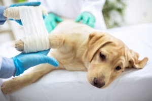 Animal Wound Care Market Report Projections: What’s Driving the $2.0 Billion Forecast by 2029