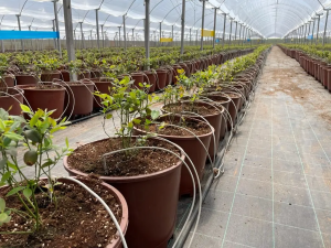 What Kind of Fertilizer is Needed for Commercial Berry Cultivation in Containers?