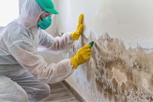 Residential Mold Removal Company 