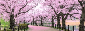 Experience the Best Cherry Blossom Tour Package from India