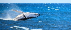 How to Choose the Right Whale Watching Cruise for Your Needs in Port Stephens