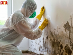 Detailed Guide For Understanding Summer Mold Growth