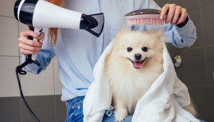 Your Guide to Choosing the Best Mobile Pet Grooming in Abu Dhabi