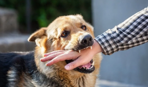 Navigating Dog Bite Incidents: How Legal Support Can Aid Your Recovery