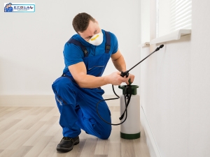 Pest Control Companies in San Diego: A Comprehensive Guide