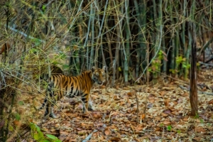 What are the most popular wildlife tour packages in India?