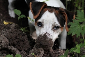 Dogs Bury Bones