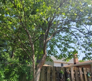 Enhance Your Outdoor Environment with Professional Tree Services