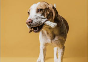 8 Tips For Choosing Safe Chew Toys For Dogs