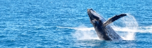 The Ultimate Adventure: A Complete Guide to Whale-Watching in Hervey Bay