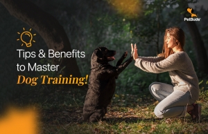 Unlock the Secrets to Master Dog Training: Tips & Benefits