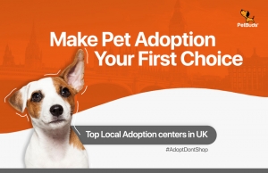 Why Pet Adoption Should Be Your First Choice?