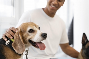 Pet Insurance for International Moves: Do You Need It When Moving to England?