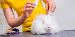 Common Mistakes to Avoid When Using Rabbit Grooming Services