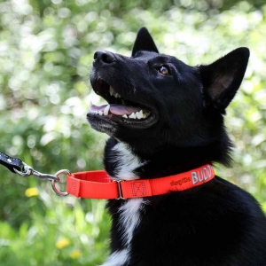 The Hidden Dangers of Cheap Dog Collars: Why Investing in Quality Matters