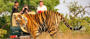 Jungle Treasure Resort Corbett - The Perfect Getaway in Jim Corbett National Park