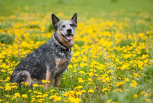 Understanding the Blue Heeler Dog Life Expectancy