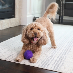 Tips to Keep Your Dog Comfortable When You Move