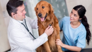 How to Manage Canine Hypertension with Amlodipine Besylate