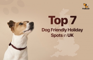 Discover Top 7 Destinations for Dog Friendly Holidays in the UK