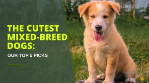 The Cutest Mixed-Breed Dogs: Our Top 5 Picks