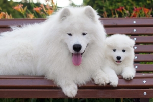 Samoyed Breeders in Illinois: Your Trusted Source for Quality Puppies