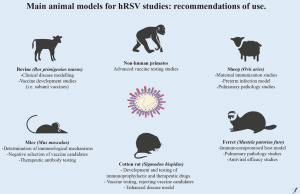 Respiratory Syncytial Virus Animal Models to Advance RSV Research