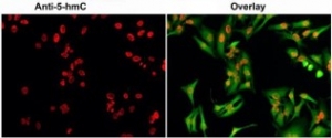 DNA/RNA Methylation Antibodies for Cancer Research