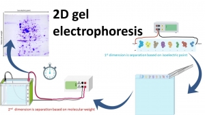 What Sets SDS-PAGE Apart from 2D Gel Electrophoresis? 