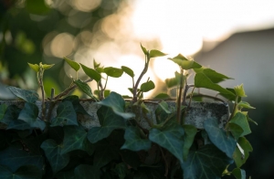 Climber Plants: Nature’s Vertical Gardeners