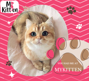 Online Cat for Sale in Bangalore by MyKitten: Your Trusted Source for Adorable Feline Friends