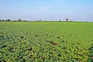 Lentil Cultivation