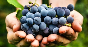 Premium Quality Grapes for Winemaking