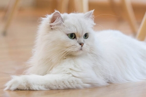 Buy Persian Cat in Bangalore by MyKitten: Your Premier Destination for Furry Companions