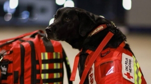 Service Dogs and Their Human Companions: The Incredible Bond