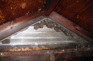 Houston Bat Removal Services: Ensuring a Safe and Pest-Free Home 