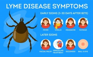 Understanding and Managing Lyme Disease Fatigue: A Comprehensive Guide