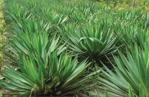 Natural Solution with Growing Potential: Yucca Extract Market