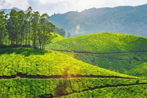 Embark on a Seamless Journey: Bangalore to Coonoor Cab or Taxi Service