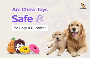 What They Don’t Tell You About Dog Chew Toys: Safety First!