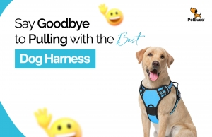 Say Goodbye to Pulling with the Best Dog Harness