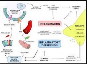 Why would Immunomodulators be Useful in Depression?