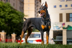 European Doberman Puppies: Health Checks and Vet Visits