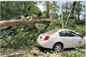 The Best Tree Care Practices for Healthy and Beautiful Trees