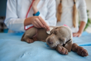 How to Spot the Early Signs of Illness in Dogs?