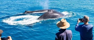 What Awaits You on a Broome Whale Watching Adventure