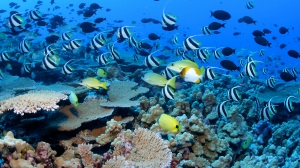 Global Coral Reef Monitoring Network: Safeguarding the Future of Coral Reefs Worldwide