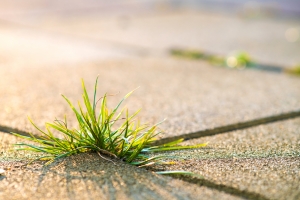 Bare Ground Sterilization in Idaho: How to Keep Your Property Weed-Free