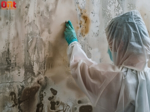 Mold Removal Services That Raise Your Residential Property Value